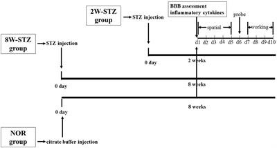 Blood-Brain Barrier Disruption Induced Cognitive Impairment Is Associated With Increase of Inflammatory Cytokine